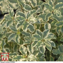 Pittosporum Tenuifolium 'Variegatum' -Cheap Tree Foliage Store PITT T80318 D