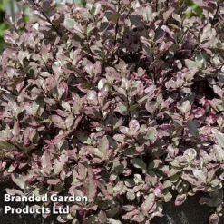 Pittosporum Tenuifolium 'Bannow Bay' -Cheap Tree Foliage Store PITT BANNOWBAY S51055
