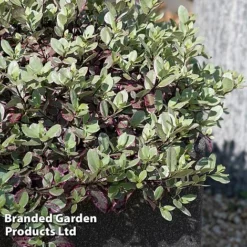 Pittosporum Tenuifolium 'Bannow Bay' -Cheap Tree Foliage Store PITT BANNOWBAY S51057
