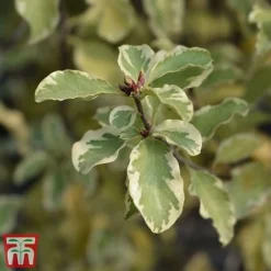 Pittosporum Tenuifolium 'Variegatum' -Cheap Tree Foliage Store PITT VARIEGATU W34587 TM