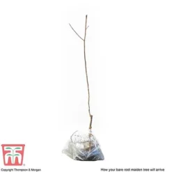 Plum 'Opal' -Cheap Tree Foliage Store PLUM CWW3369 S