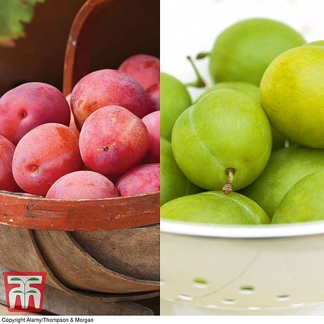 Plum 'Victoria' & 'Greengage' Collection 3 Plum 'Victoria' & 'Greengage' Collection