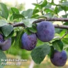 Plum 'Black Amber' (Mini Fruit Tree) 1 Plum 'Black Amber' (Mini Fruit Tree) -Cheap Tree Foliage Store PLUM T10632 A