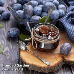 Plum 'Black Amber' (Mini Fruit Tree) -Cheap Tree Foliage Store PLUM T10632 D