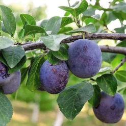 Plum 'Black Amber' (Mini Fruit Tree) -Cheap Tree Foliage Store PLUM T10632 NOW1