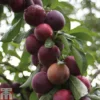 Plum 'Marjorie's Seedling' -Cheap Tree Foliage Store PLUM T65363P A h