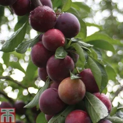 Plum 'Marjorie's Seedling'