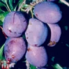 Plum 'Rivers's Early Prolific' -Cheap Tree Foliage Store PLUM TKA1959 A