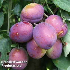 Plum 'Jubilee'