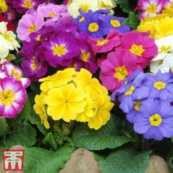 Polyanthus Eliator 'Crescendo® Mixed' F1 Hybrid -Cheap Tree Foliage Store POLY P6186 D
