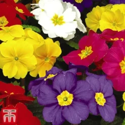 Polyanthus Eliator 'Crescendo® Mixed' F1 Hybrid -Cheap Tree Foliage Store POLY P6186 F