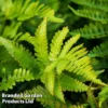 Polystichium Setiferum Herrenhausen -Cheap Tree Foliage Store POLY HERRENHAU L38192