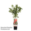Punica Granatum (Pomegranate) -Cheap Tree Foliage Store POME GRANATUM S48994