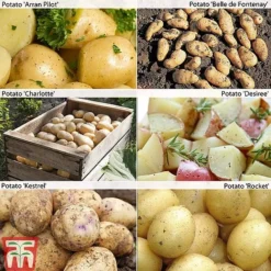 Potato 'Customer Favourites Collection'