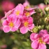 Potentilla Fruticosa 'Pink Paradise' -Cheap Tree Foliage Store POTE T58122 A h