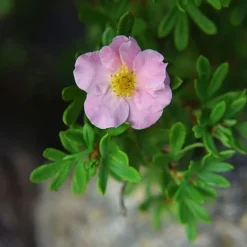 Potentilla Fruticosa 'Pink Paradise' -Cheap Tree Foliage Store POTE T58122 C