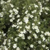 Potentilla Fruticosa 'Abbotswood' -Cheap Tree Foliage Store POTE T58484 B