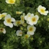 Potentilla Fruticosa 'Limelight' -Cheap Tree Foliage Store POTE T62074 A h