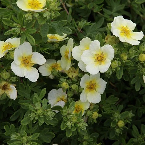 Potentilla Fruticosa 'Limelight' 3 Potentilla Fruticosa 'Limelight'
