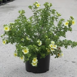 Potentilla Fruticosa 'Limelight' 5 Potentilla Fruticosa 'Limelight' -Cheap Tree Foliage Store POTE T62074 B h