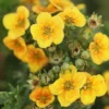 Potentilla Fruticosa 'Mango Tango' 2 Potentilla Fruticosa 'Mango Tango' -Cheap Tree Foliage Store POTE T62076 A h