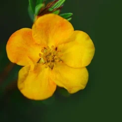 Potentilla Fruticosa 'Mango Tango' -Cheap Tree Foliage Store POTE T62076 B