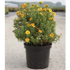 Potentilla Fruticosa 'Mango Tango' -Cheap Tree Foliage Store POTE T62076 B h
