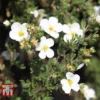 Potentilla Fruticosa 'White Lady' -Cheap Tree Foliage Store POTE T62078 A