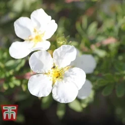 Potentilla Fruticosa 'White Lady' -Cheap Tree Foliage Store POTE T62078 D
