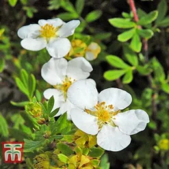 Potentilla Fruticosa 'White Lady' -Cheap Tree Foliage Store POTE T62078 E