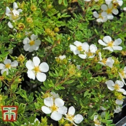 Potentilla Fruticosa 'White Lady' -Cheap Tree Foliage Store POTE T62078 F