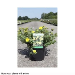 Potentilla Fruticosa 'Medicine Wheel Mountain' -Cheap Tree Foliage Store POTE T66407 B h