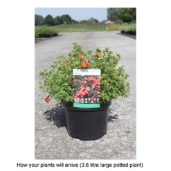 Potentilla Fruticosa 'Red Ace' 5 Potentilla Fruticosa 'Red Ace' -Cheap Tree Foliage Store POTE T68158 B h