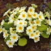 Primula Vulgaris - Seeds 1 Primula Vulgaris - Seeds -Cheap Tree Foliage Store PRIM 8628 A h
