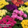 Primrose 'Primlet Tropical Mix' -Cheap Tree Foliage Store PRIMTROP KB8265 A
