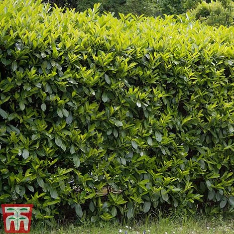 Prunus Laurocerasus 'Etna' 4 Prunus Laurocerasus 'Etna' - Image 2