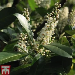 Prunus Laurocerasus 'Etna' 8 Prunus Laurocerasus 'Etna' -Cheap Tree Foliage Store PRUN T58250 C