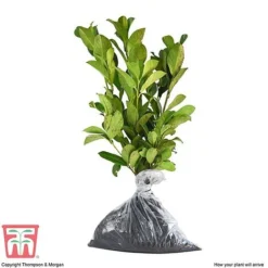 Prunus Laurocerasus 'Etna' 9 Prunus Laurocerasus 'Etna' -Cheap Tree Foliage Store PRUN T58250 D