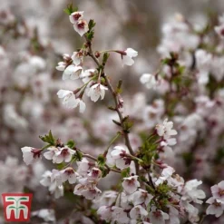 Prunus Incisa 'Kojo-No-Mai' -Cheap Tree Foliage Store PRUN T66411 A