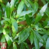 Prunus Laurocerasus 'Caucasica' 1 Prunus Laurocerasus 'Caucasica' -Cheap Tree Foliage Store PRUN T66412T A