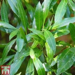 Prunus Laurocerasus 'Caucasica' -Cheap Tree Foliage Store PRUN T66412T B