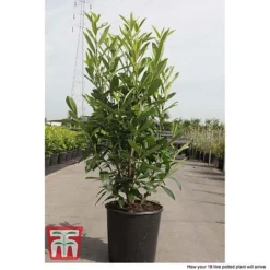 Prunus Laurocerasus 'Caucasica' -Cheap Tree Foliage Store PRUN T66412T C