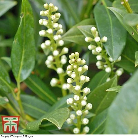 Prunus Laurocerasus 'Otto Luyken' 4 Prunus Laurocerasus 'Otto Luyken' - Image 2