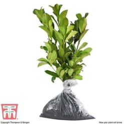 Prunus Laurocerasus 'Otto Luyken' 9 Prunus Laurocerasus 'Otto Luyken' -Cheap Tree Foliage Store PRUN T66414 C