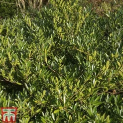 Prunus Laurocerasus 'Otto Luyken' 10 Prunus Laurocerasus 'Otto Luyken' -Cheap Tree Foliage Store PRUN T66414 D