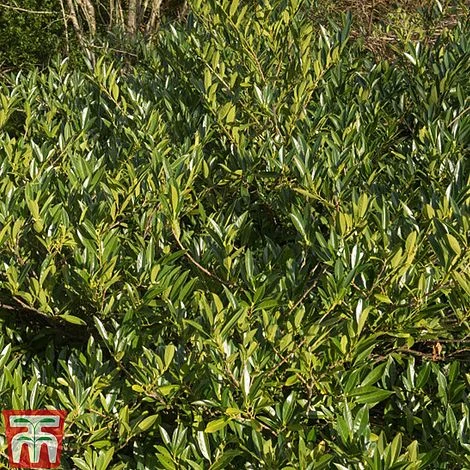 Prunus Laurocerasus 'Otto Luyken' 6 Prunus Laurocerasus 'Otto Luyken' - Image 4
