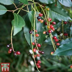 Prunus Lusitanica -Cheap Tree Foliage Store PRUN T66415T C