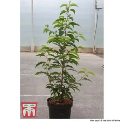 Prunus Lusitanica -Cheap Tree Foliage Store PRUN T66415T D