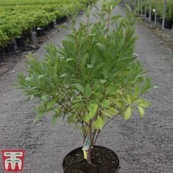 Prunus Tenella 'Fire Hill' 7 Prunus Tenella 'Fire Hill' -Cheap Tree Foliage Store PRUN TKA3410 A