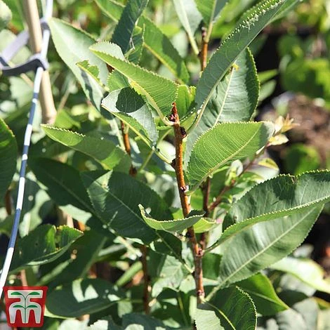 Prunus Tenella 'Fire Hill' 4 Prunus Tenella 'Fire Hill' - Image 2